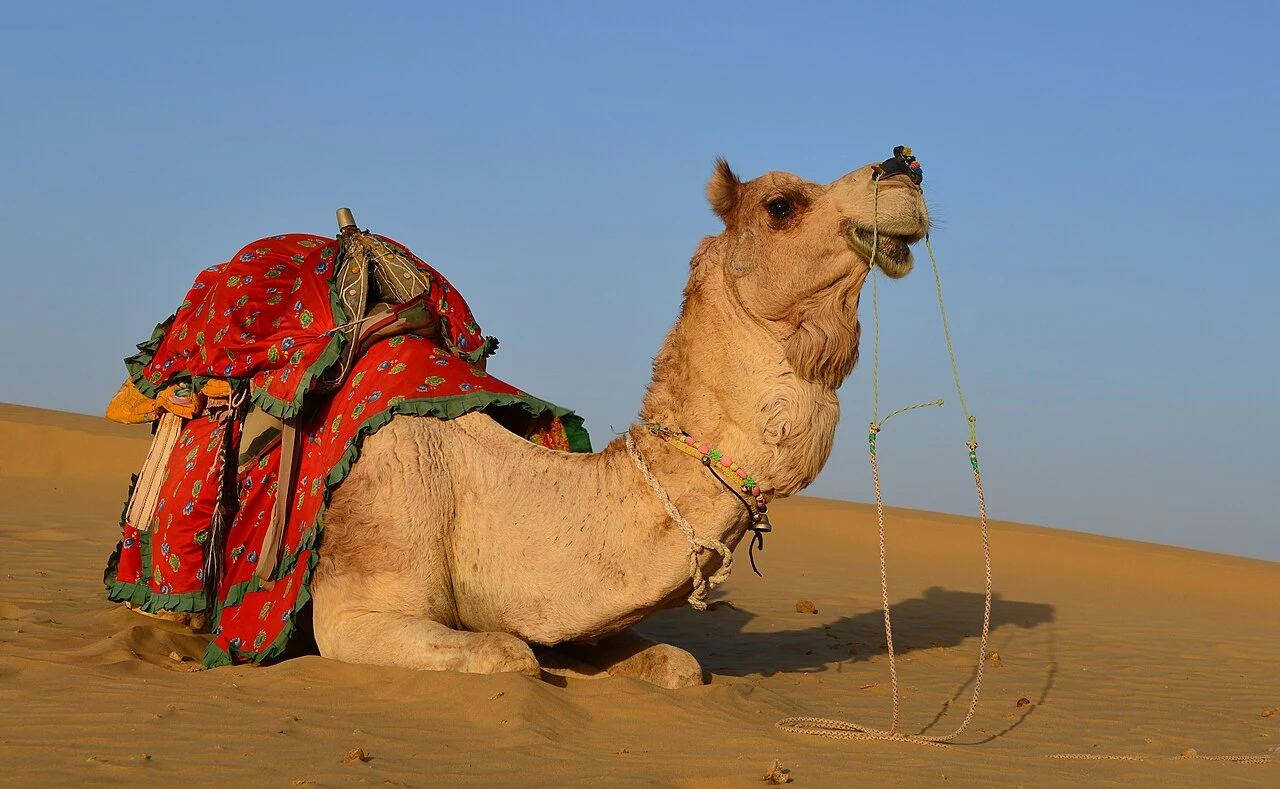 Unta dan bukit pasir di Gurun Thar Rajasthan
