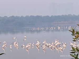 Read more about the article Flamingo Sanctuary