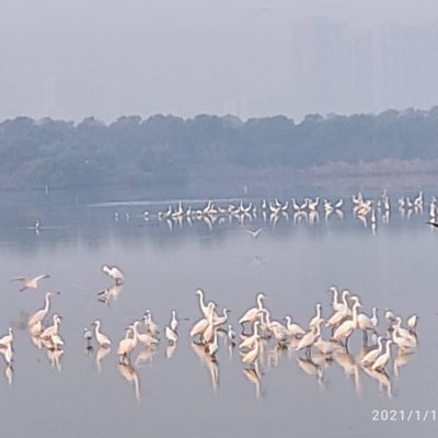 Flamingo Sanctuary
