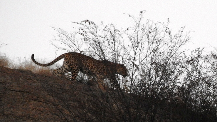 You are currently viewing Jawai Bandh